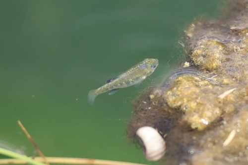 Ash Meadows Amargosa Pupfish