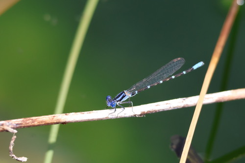 Blue-ringed Dancer