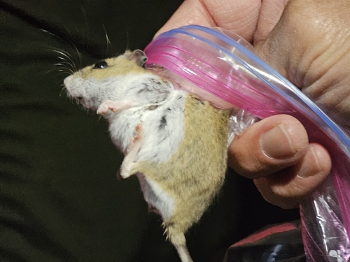 iNaturalist observation photo of Western Deer Mouse