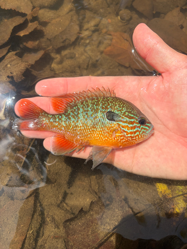 Longear Sunfish