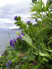 Aconitum maximum