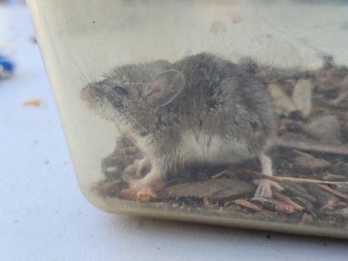 iNaturalist observation photo of Western Deer Mouse