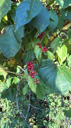 Amur honeysuckle