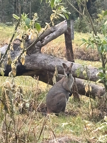 Red-necked Wallaby