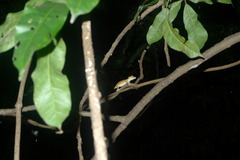 Uroplatus