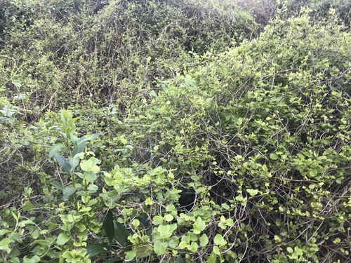 Muehlenbeckia australis, photograph 4