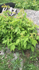 Acer negundo