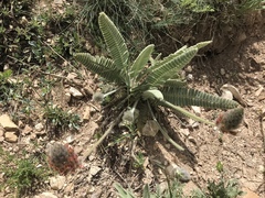 Astragalus oxytropifolius
