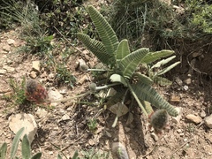 Astragalus oxytropifolius