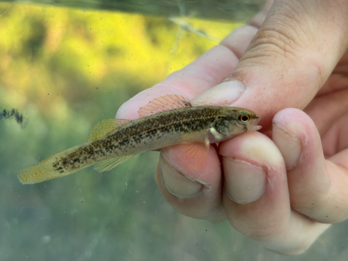 Goldstripe Darter