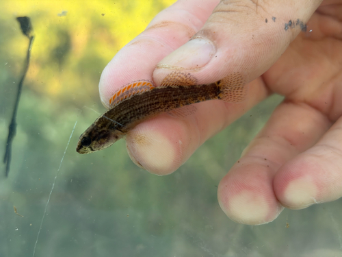 Gulf Darter