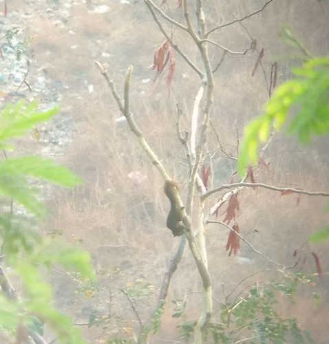Plantain Squirrel