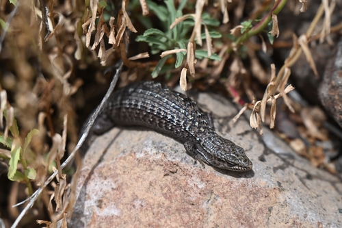 iNaturalist observation photo of Sierra Alligator Lizard