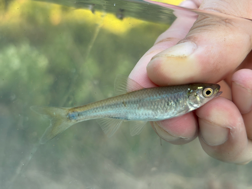 Bluntface Shiner