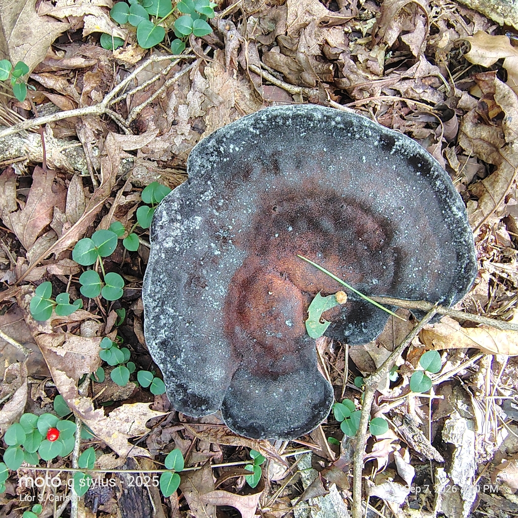White Chicken Mushroom · September 2026 · photo: Photo: (c) NC Moth Project, some rights reserved (CC BY-SA) · iNaturalist