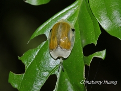 Basiprionota angusta