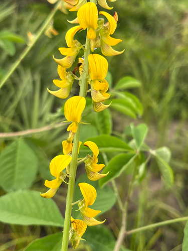 Crotalaria pallida, photograph 6