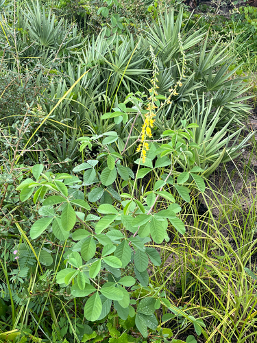 Crotalaria pallida, photograph 5