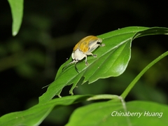 Basiprionota angusta