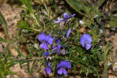 Hovea pungens, photograph (c) James (Jim) Duggan, some rights reserved (CC BY)