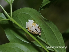 Basiprionota angusta