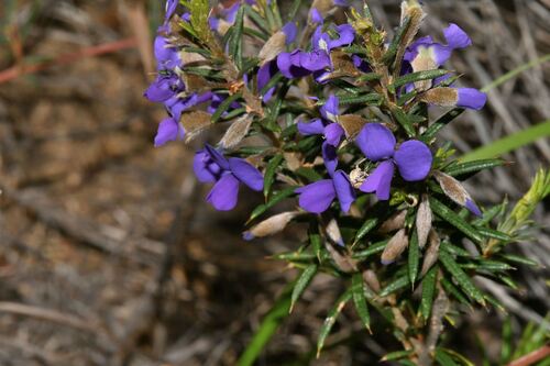 Hovea pungens