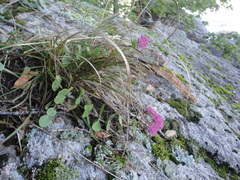 Hylotelephium ussuriense