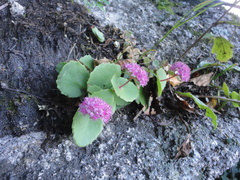 Hylotelephium ussuriense