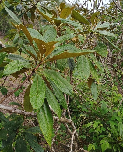 Pittosporum hosmeri observed 2026-09-07