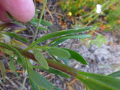 Lyperia lychnidea