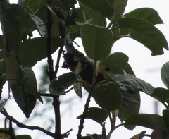 Diglossa brunneiventris