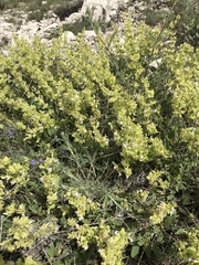 Salvia absconditiflora