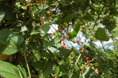 Muehlenbeckia sagittifolia