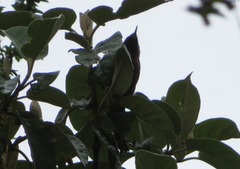 Diglossa brunneiventris