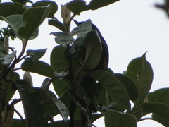 Diglossa brunneiventris