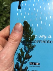 Ceratophyllum submersum