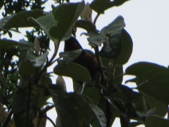 Diglossa brunneiventris