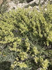 Salvia absconditiflora