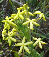 Lyperia lychnidea