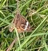 Common Buckeye