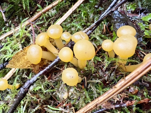 Ochre Jelly Club