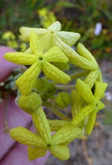 Lyperia lychnidea