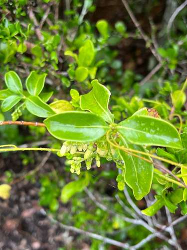 Chiococca alba, photograph 6