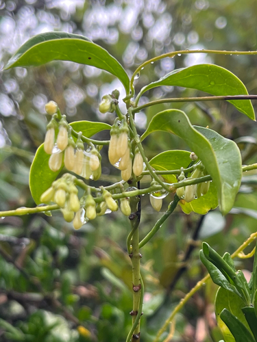 Chiococca alba, photograph 5