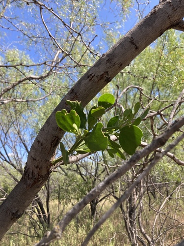 American Mistletoe