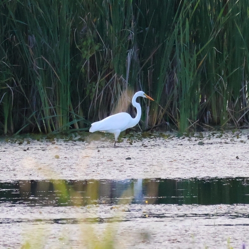 Great Egret