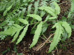 Tectaria phaeocaulis