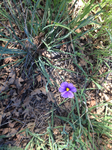 iNaturalist observation photo of western blue-eyed grass