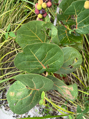 Coccoloba uvifera, photograph 6