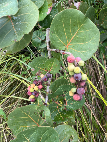 Coccoloba uvifera, photograph 5